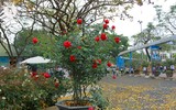 Hàng nghìn bông hoa hồng Bulgaria khoe sắc ở Công viên nước Hồ Tây